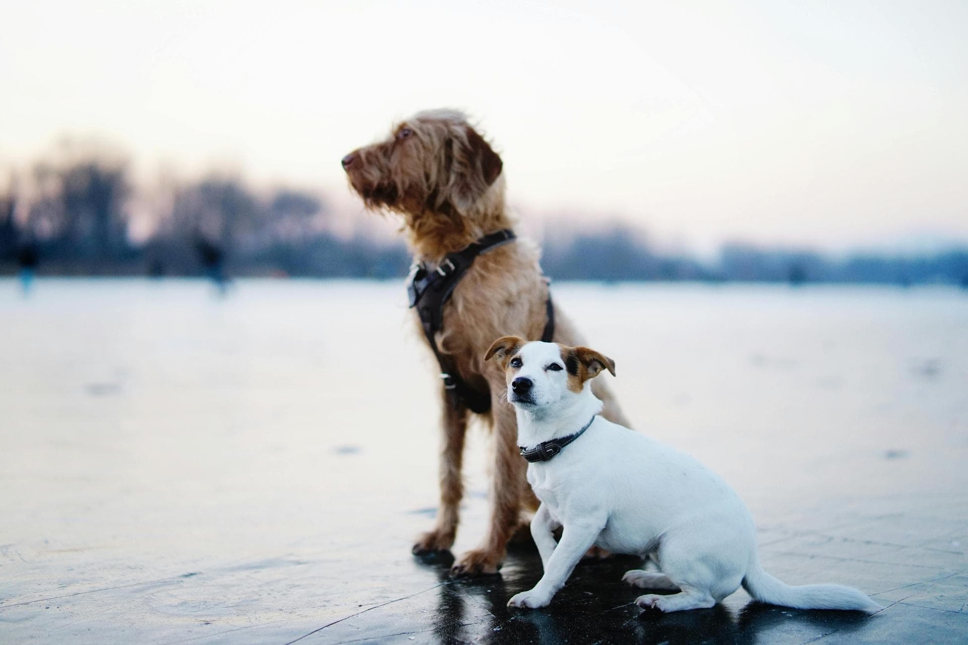 Dog Spay Castrate Neutering Prices in Bath