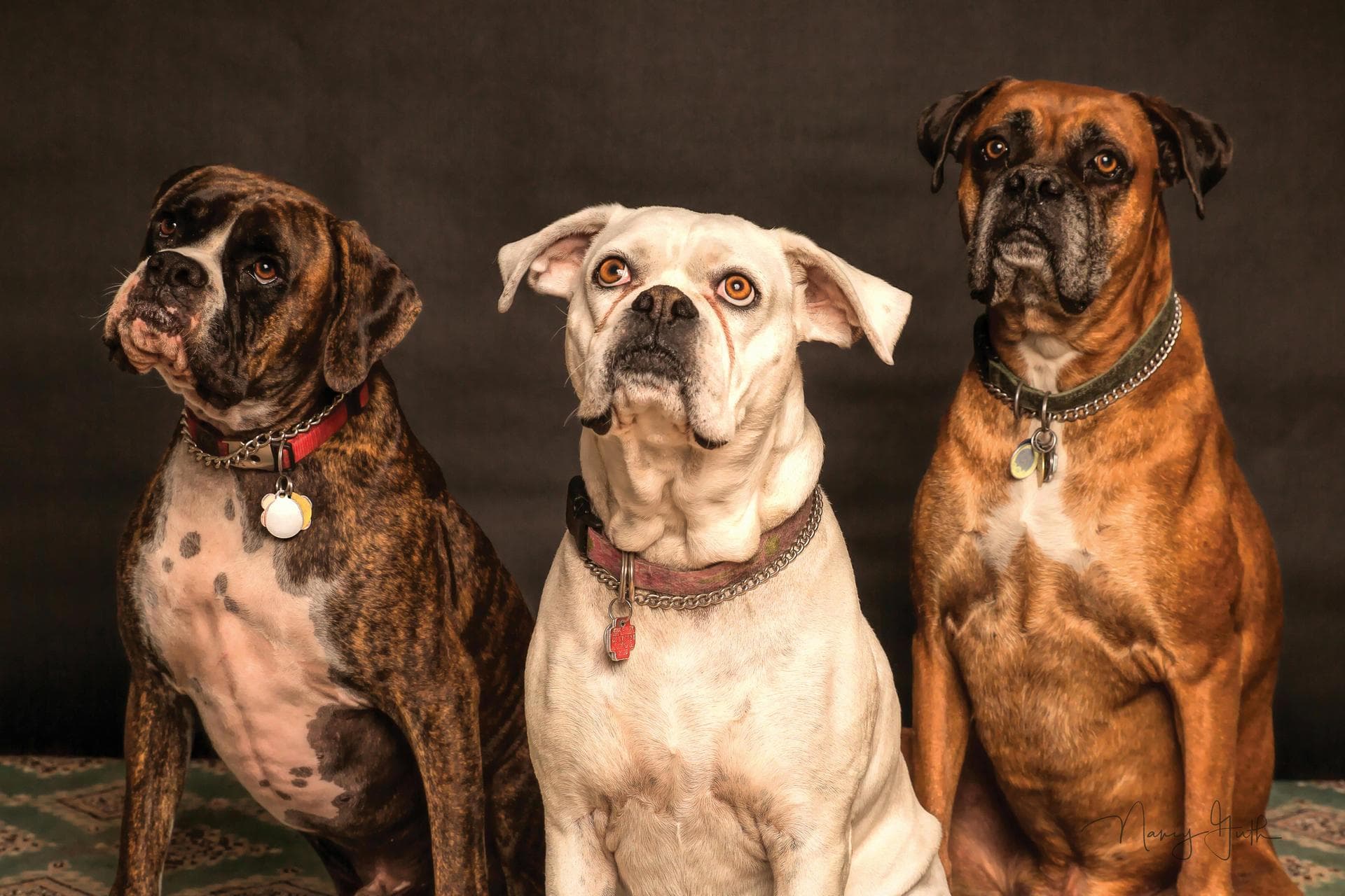 Dog Puppy Vaccinations Kennel Cough Prices in Bath