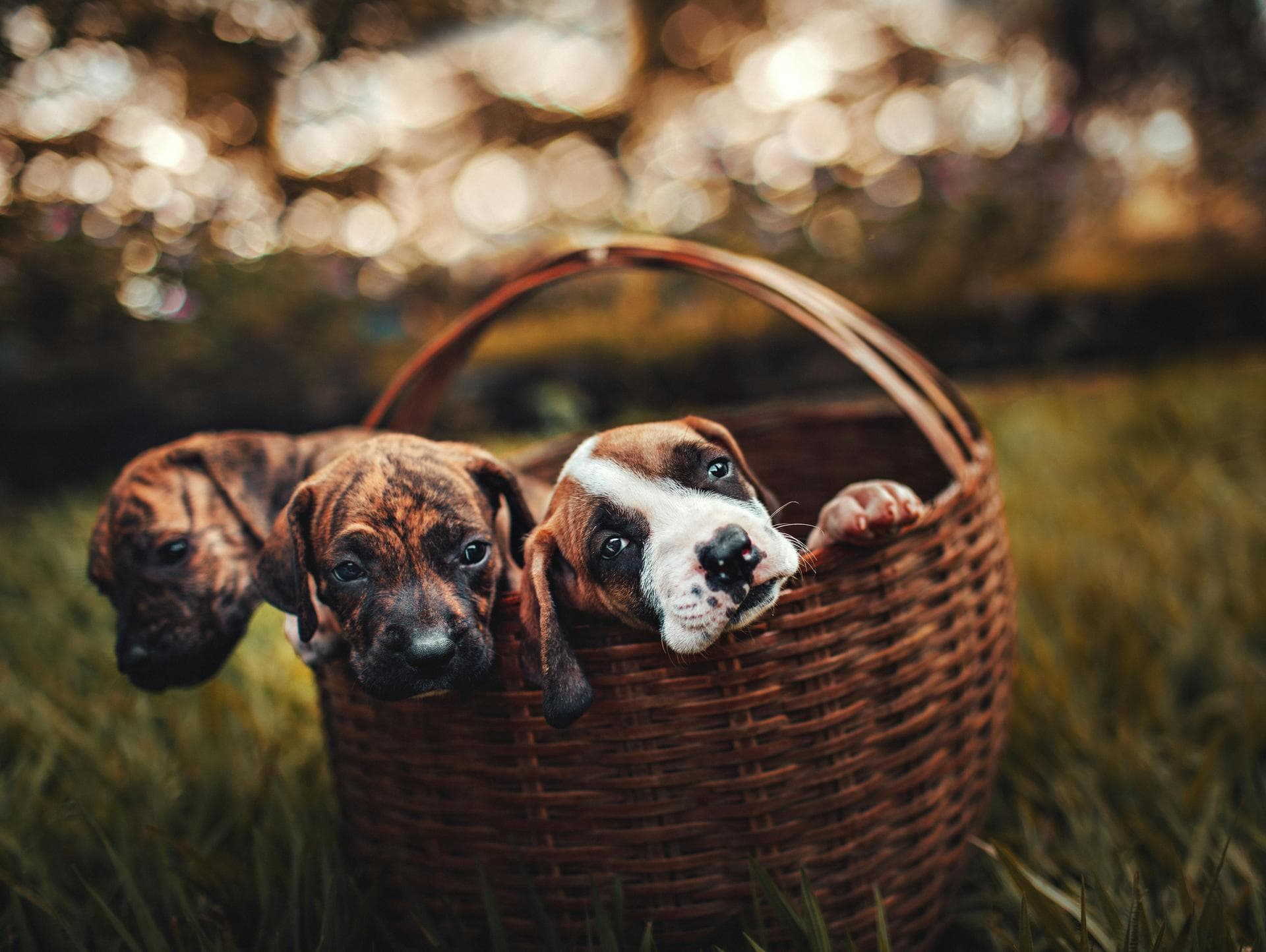 Dog Spay Castrate Neutering Prices in Bath