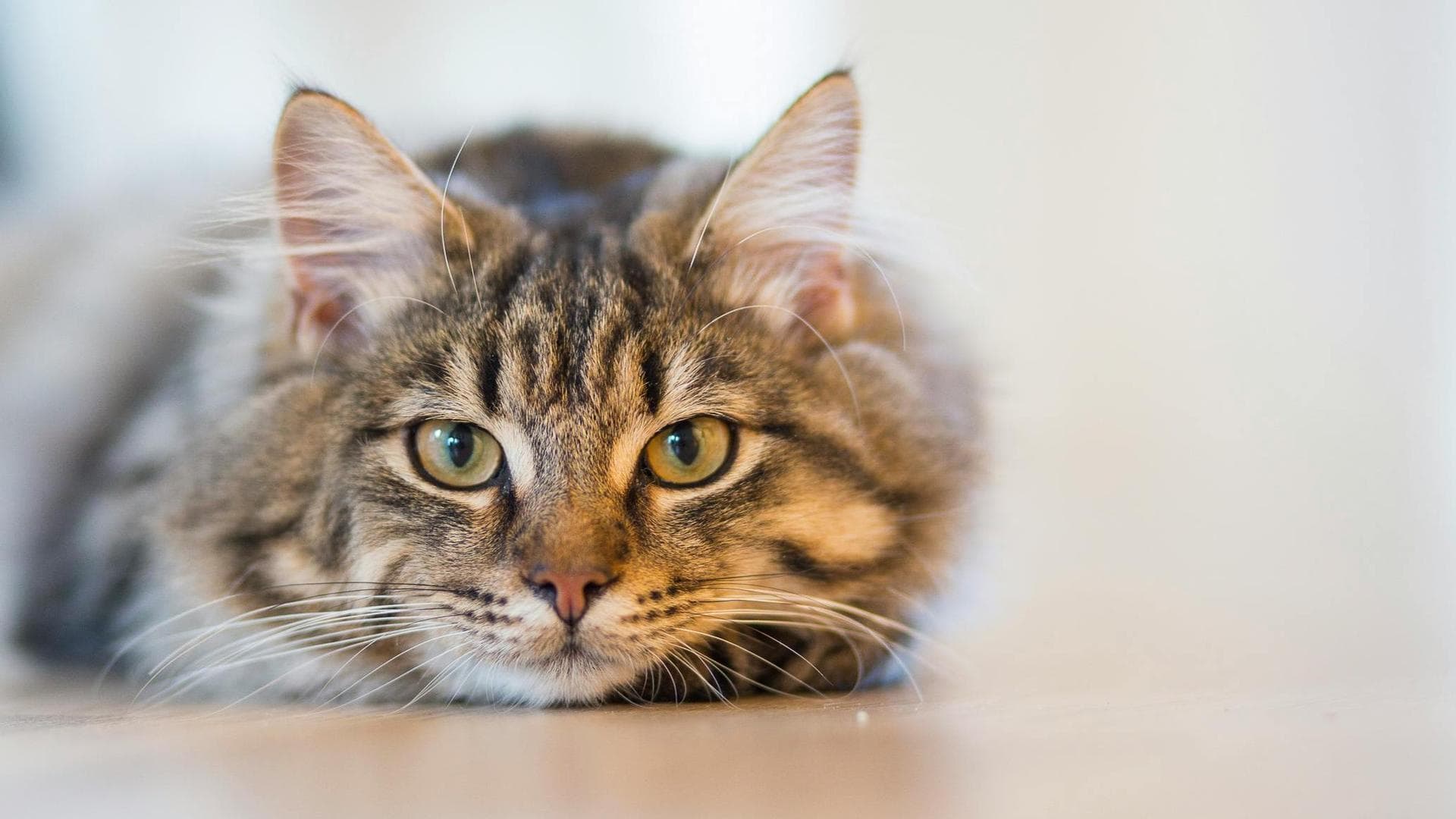 Cat Kitten Vaccinations Feline Leukaemia Prices in Bath