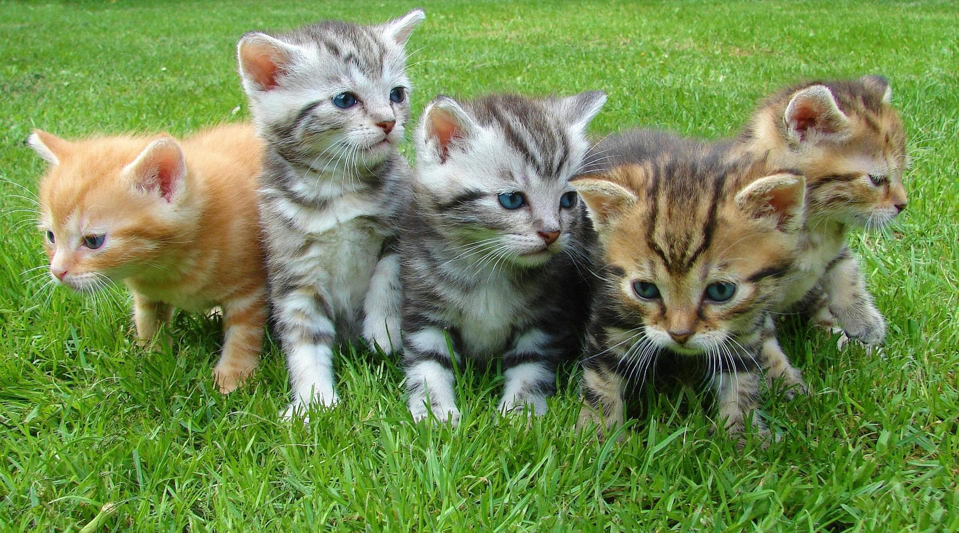 Cat Euthanasia Put Down Prices in Bath